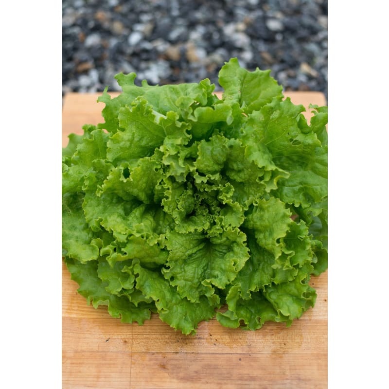 Hanson Lettuce (Heirloom, 65 Days)