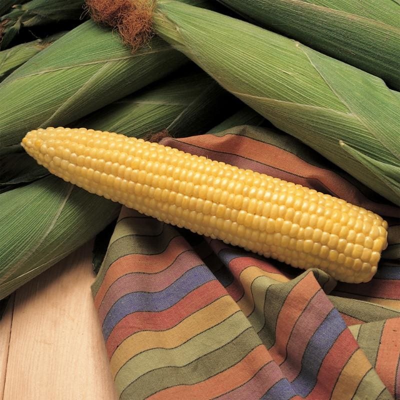 Honey Select Corn (F1 Hybrid 79 Days) SY