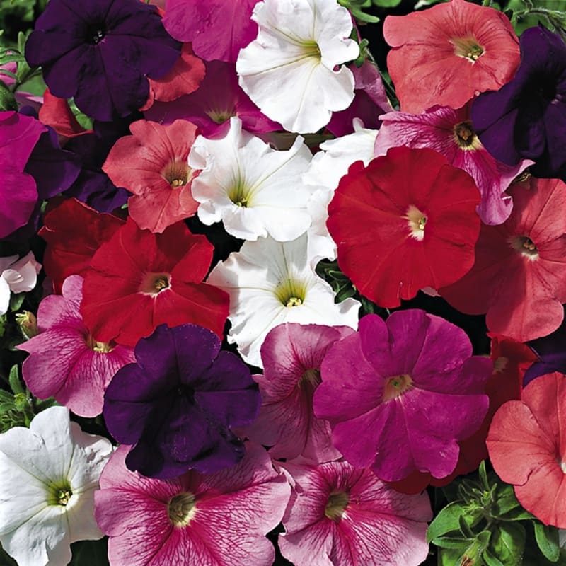 Hurrah Mix Petunia