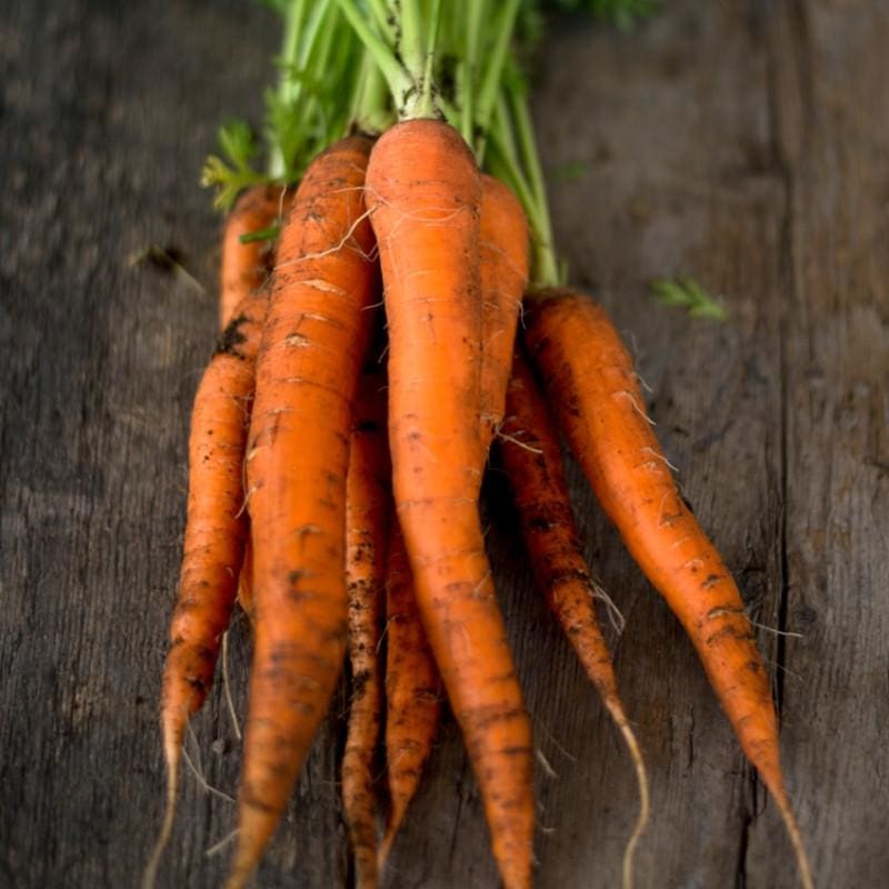 Imperator Carrot (Heirloom 70 Days)