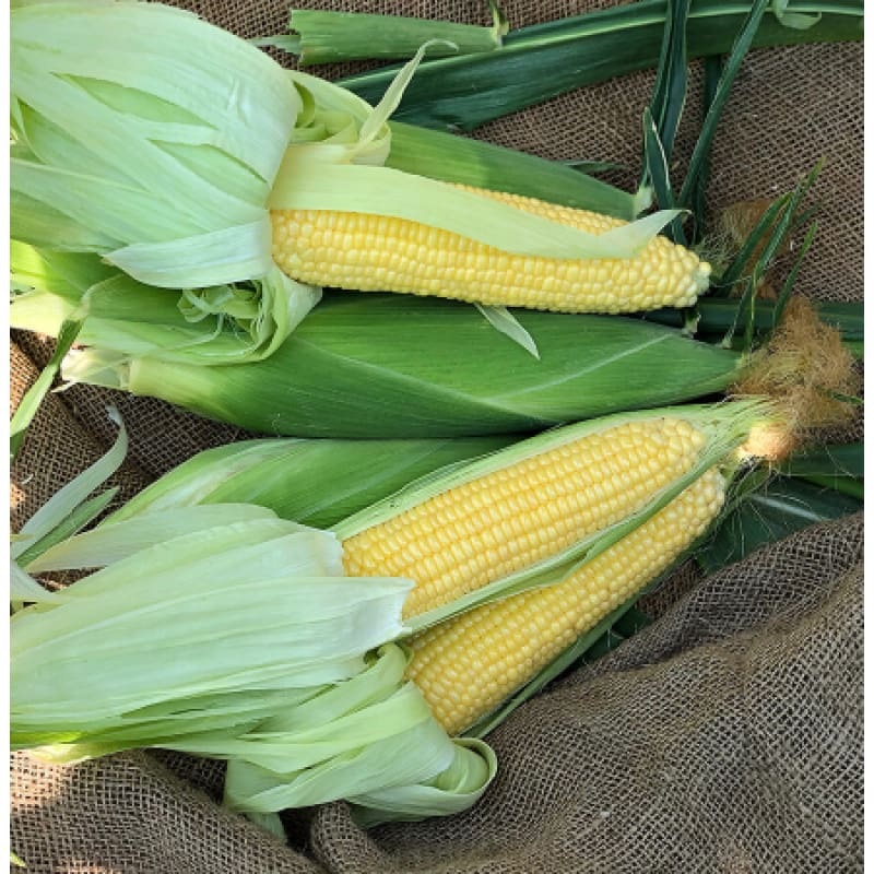 Incredible Corn (F1 Hybrid 84 Days) SE