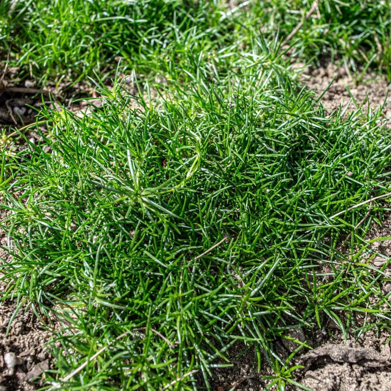 Irish Moss