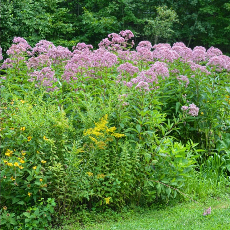 Joe Pye Weed