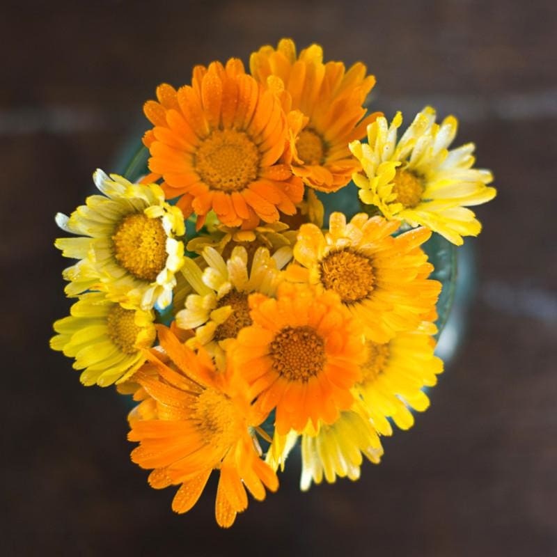 Lemonade Calendula