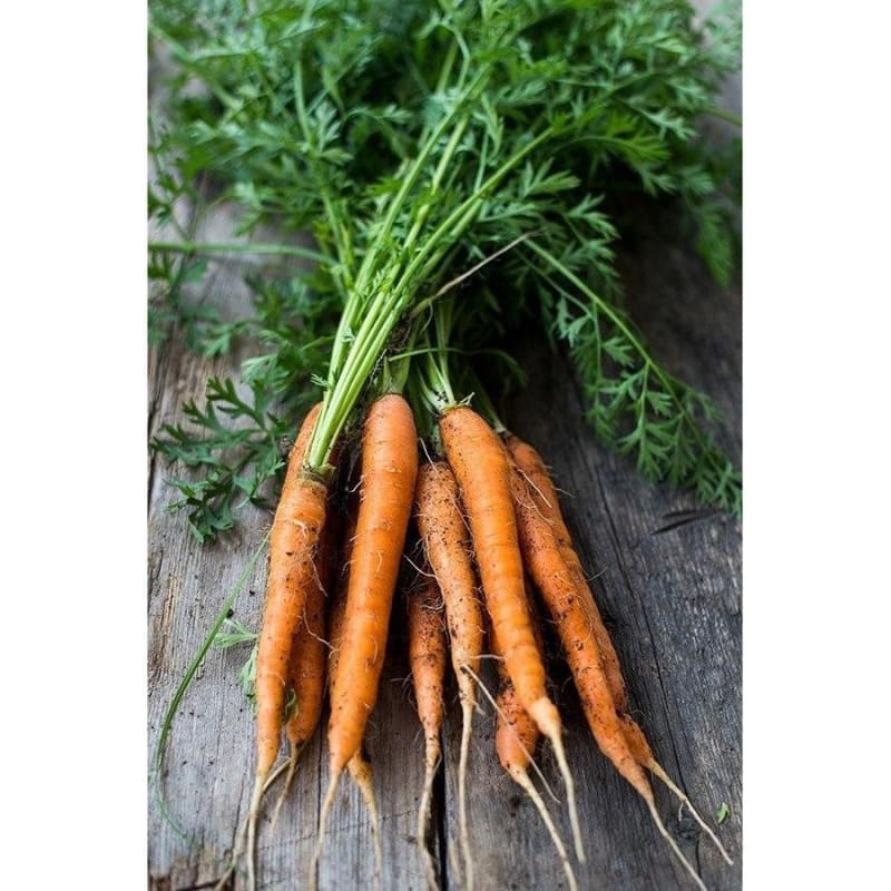 Little Finger Carrot (60 Days)