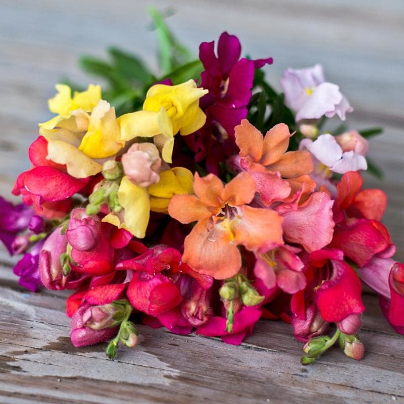 Magic Carpet Mix Snapdragon|Default