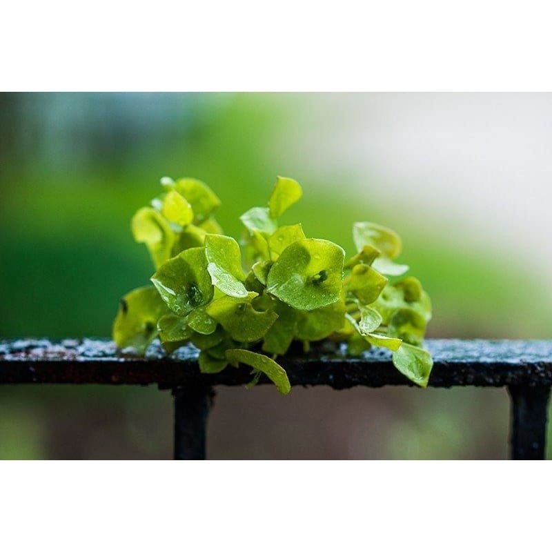 Miners Lettuce-Claytonia (37 Days)