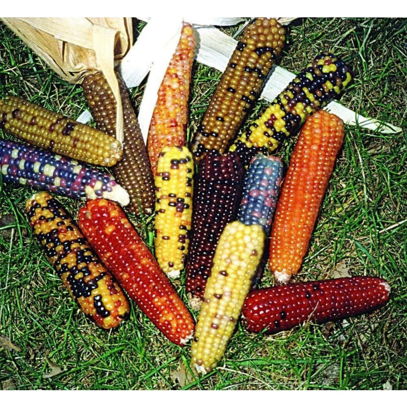 Mini Colored Popcorn (100 Days)