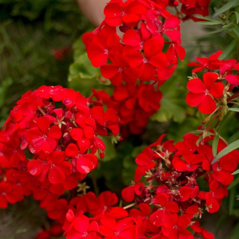 Multibloom Red Geranium