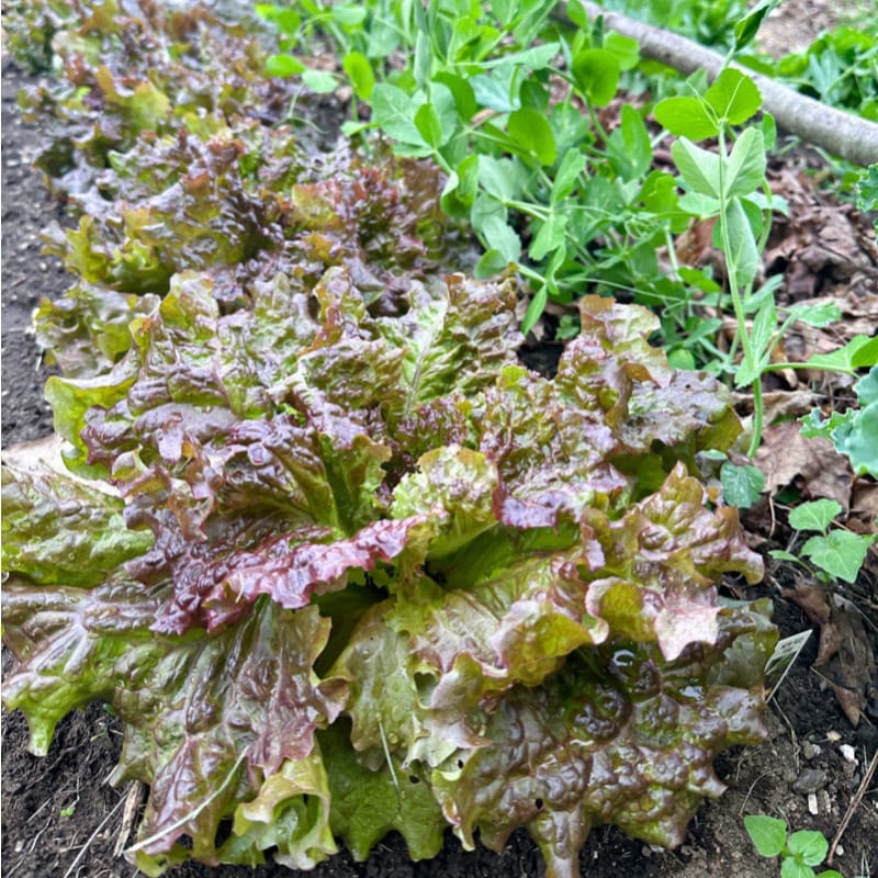 New Red Fire Lettuce (45 Days)