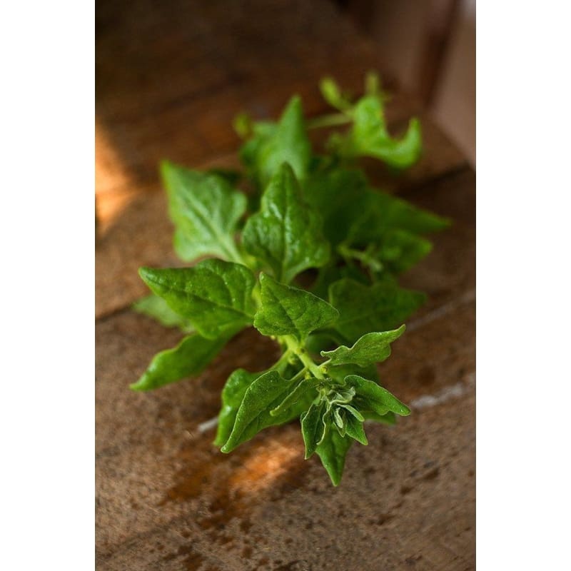 New Zealand Spinach (55 Days)