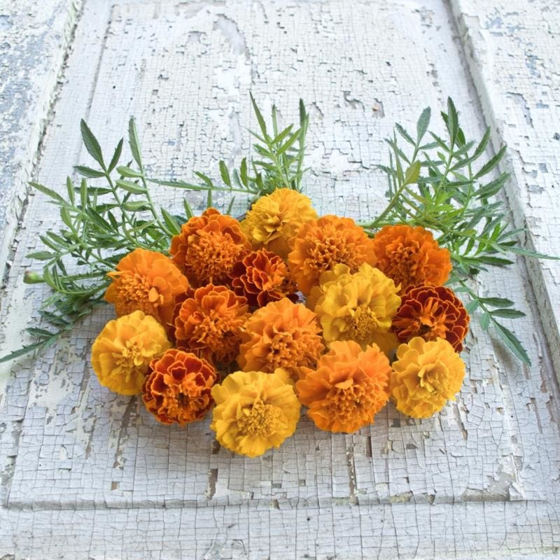 Petite Mix Marigold