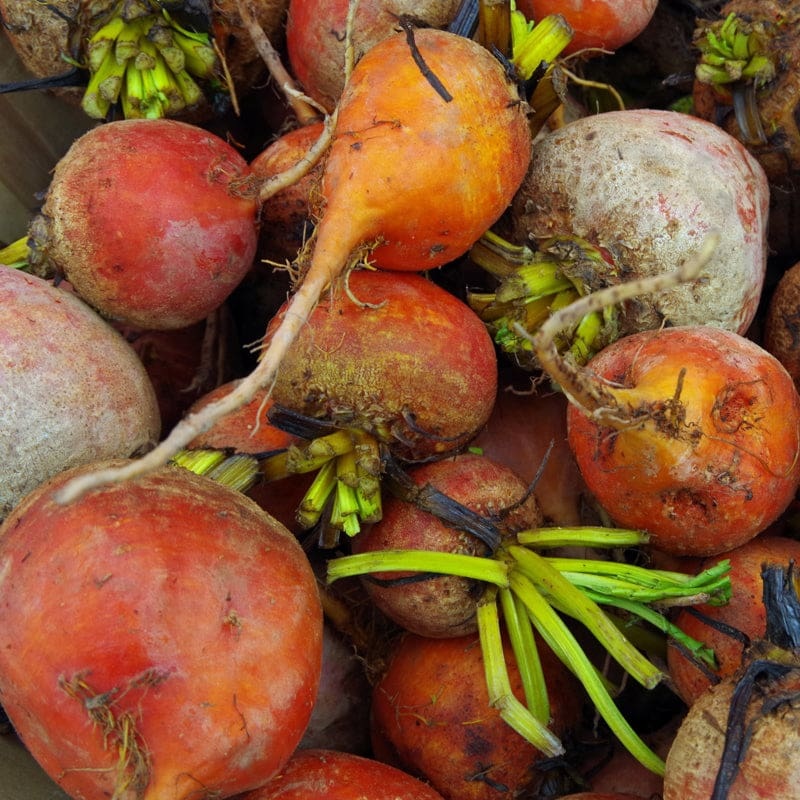 Pinetree Beet Mix (1/2 ounce)