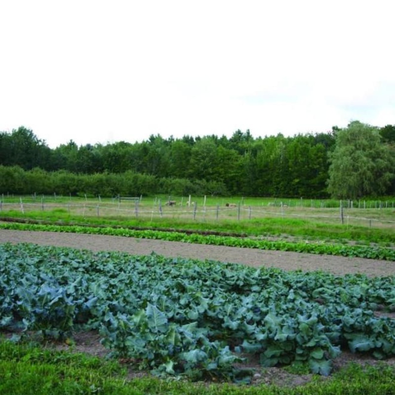 Pinetree Broccoli Mix
