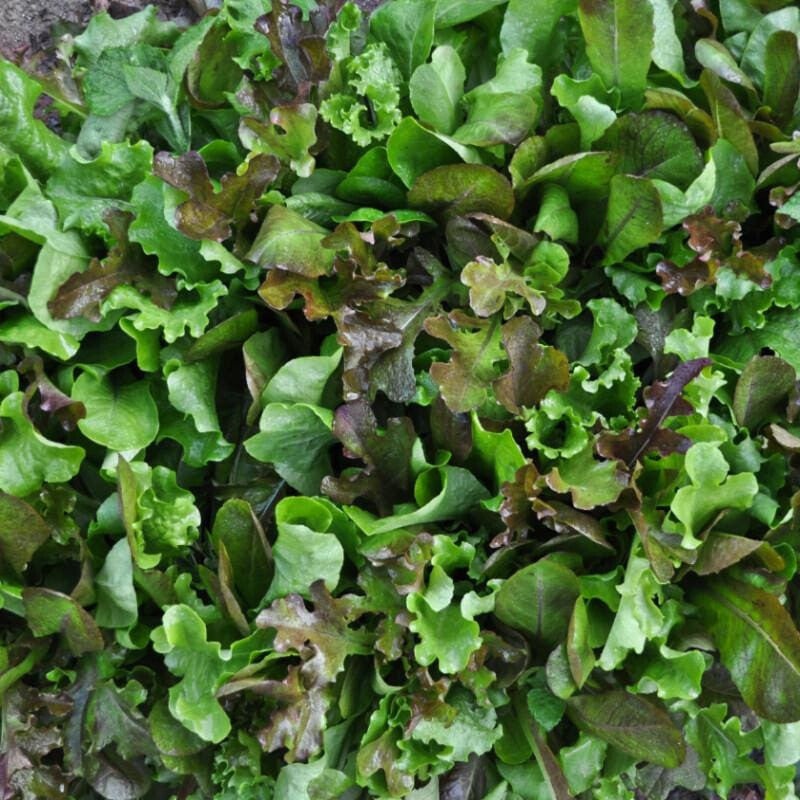Pinetree Lettuce Mix (Begin harvesting in 40 Days)