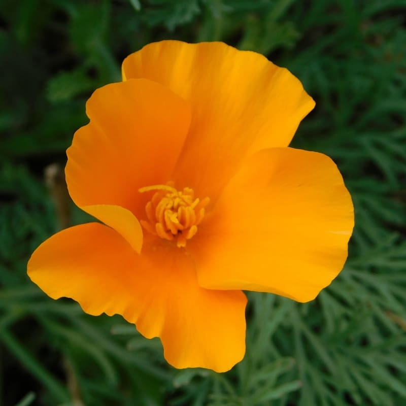 Poppy – California