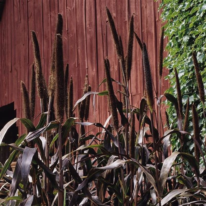 Purple Majesty Ornamental Millet