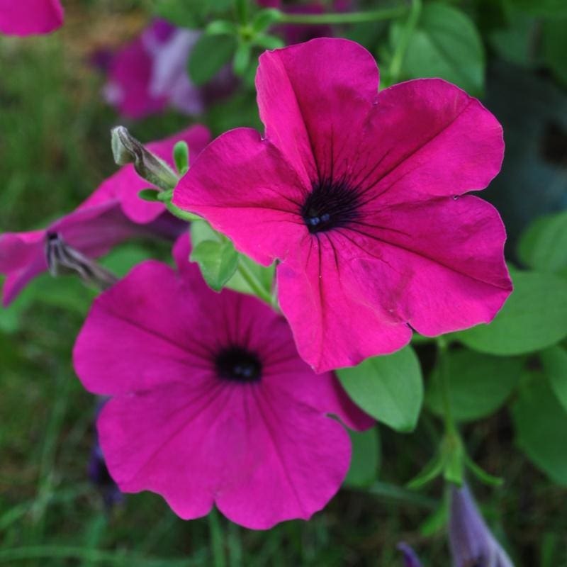 Purple Wave Petunia