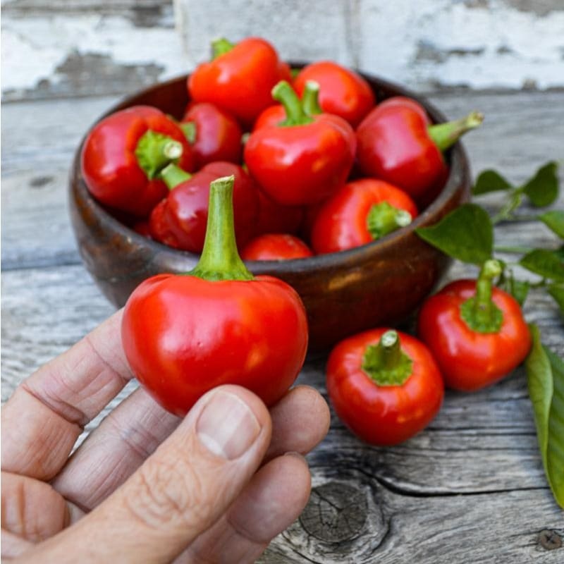Red Hot Cherry Pepper (77 Days)