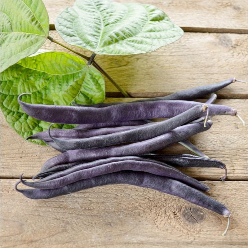 Royal Burgundy Bush Bean (51 Days)