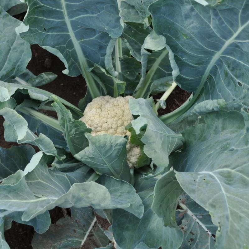Snow Crown Cauliflower (F1 Hybrid 53 Days)