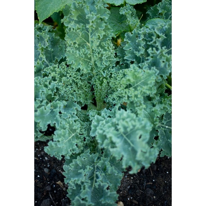 Starbor Kale (F1 Hybrid 45 Days)
