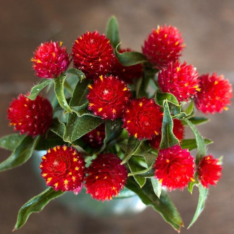 Strawberry Fields Gomphrena