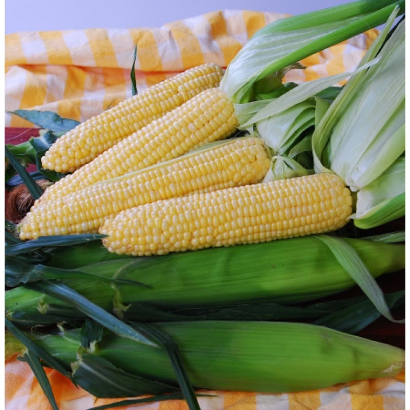 Sugar Buns Corn (F1 Hybrid 72 Days) SE