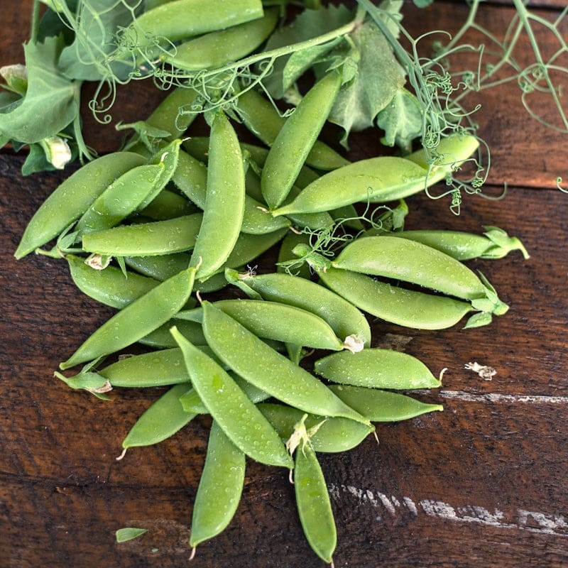 Sugar Lace II Snap Pea (65 Days)