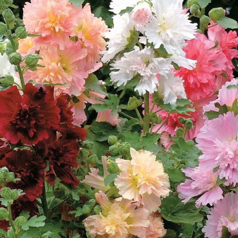 Summer Carnival Hollyhock