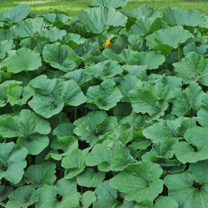 Summer Squash Mix