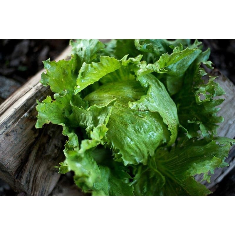 Summertime Lettuce (68 Days)