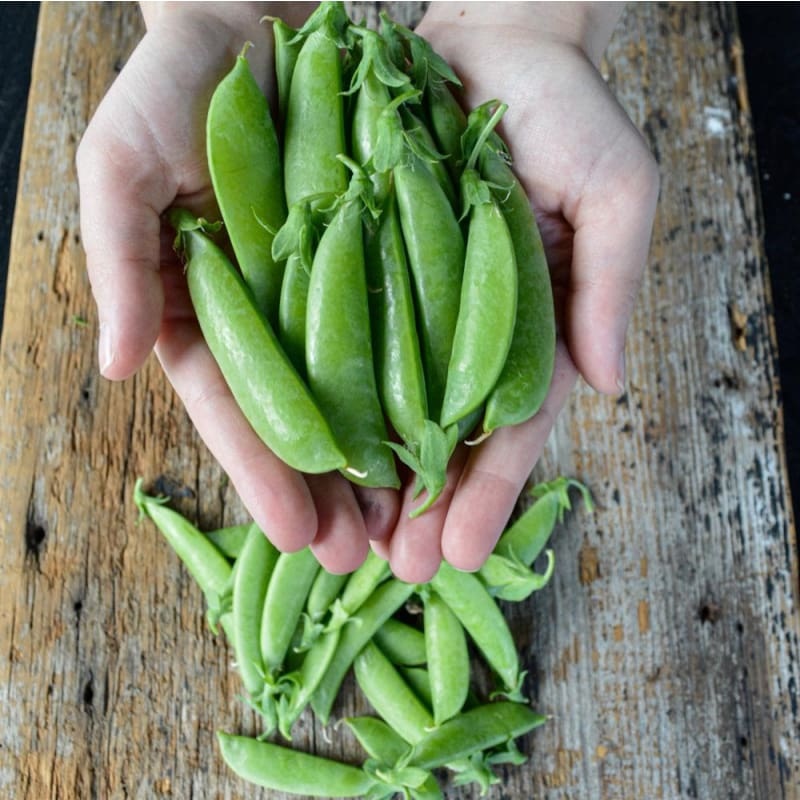 Super Sugar Snap Pea (62 Days)