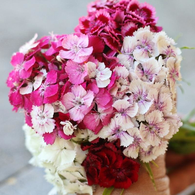 Sweet William Dianthus