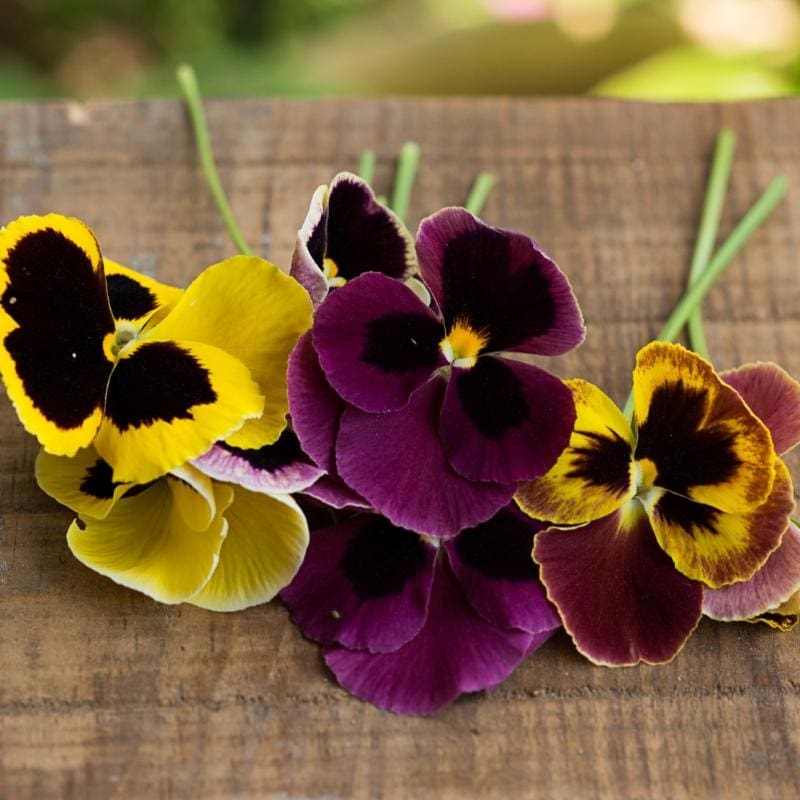 Swiss Giants Formula Mix Pansy