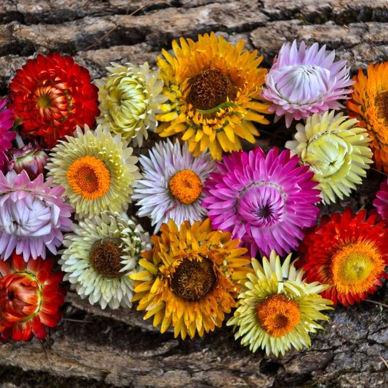 Tall Mix Strawflower