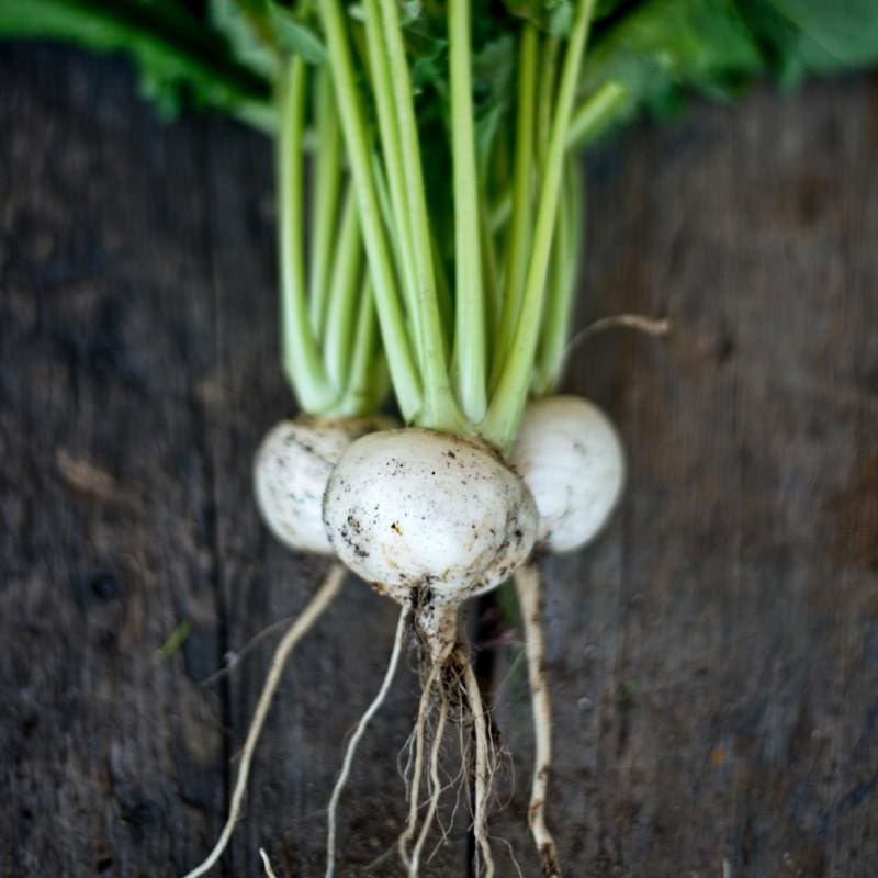 Tokyo Cross Turnip (F1 Hybrid 30 Days)