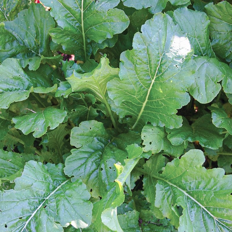 Topper Turnip (35 Days)