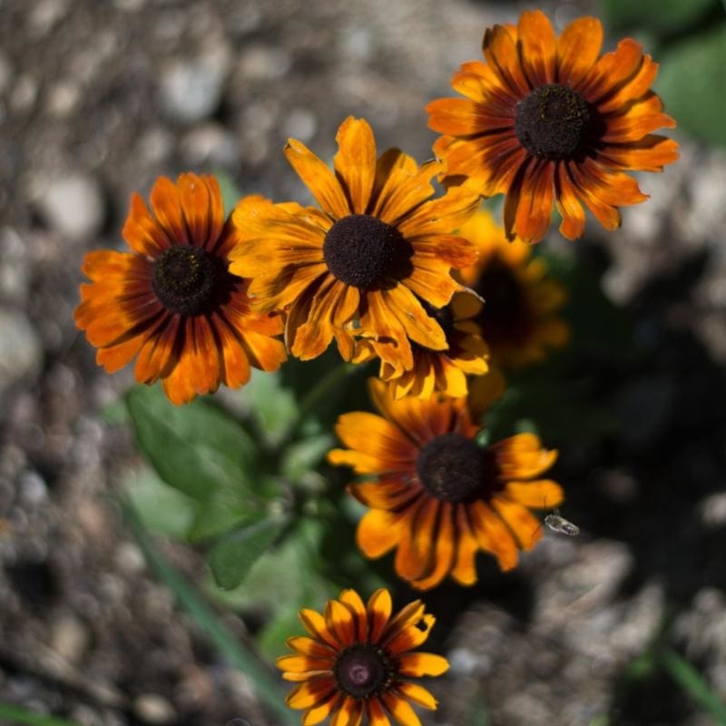 Toto Rustic Colors Rudbeckia