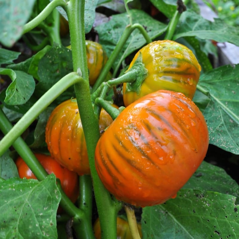 Turkish Orange Eggplant (Heirloom 80 days)