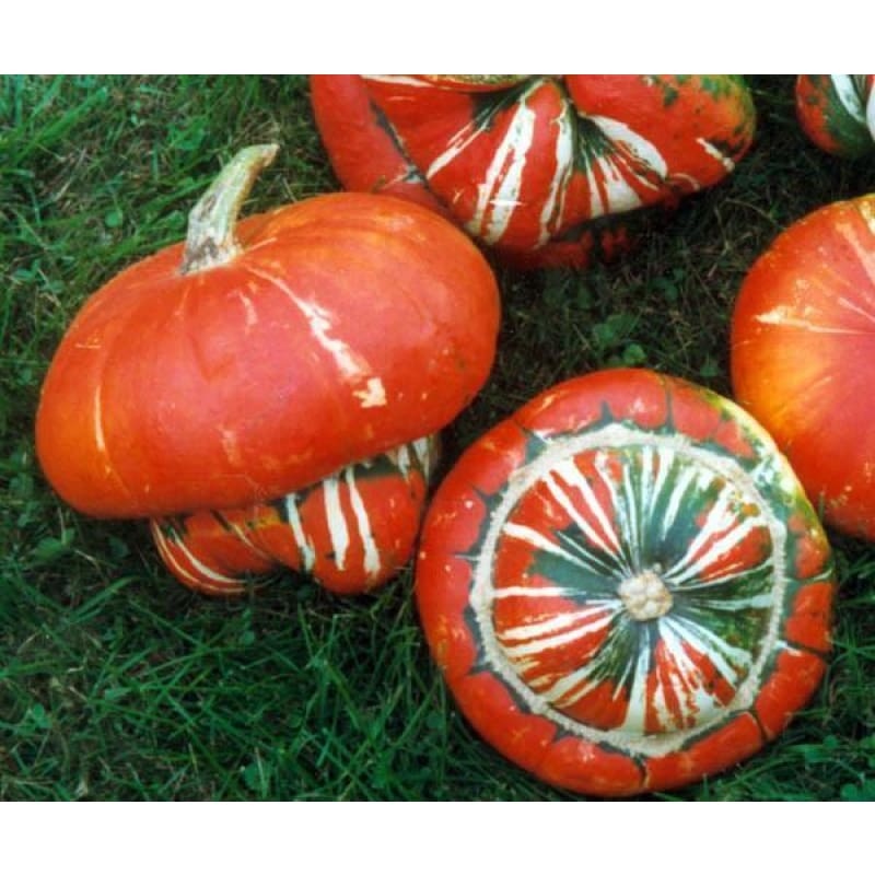 Turks Turban Squash (100 Days)