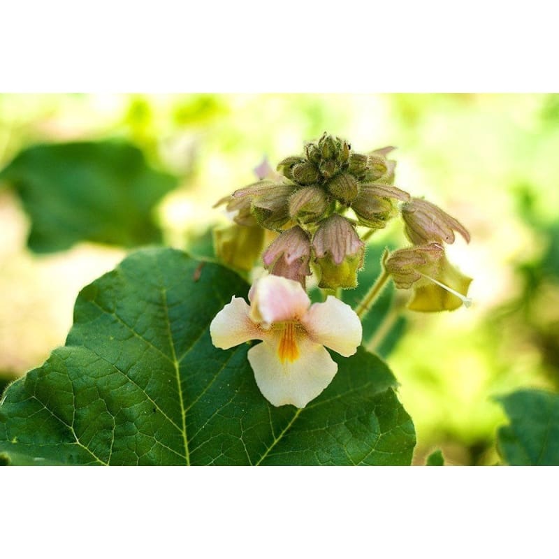 Unicorn Plant