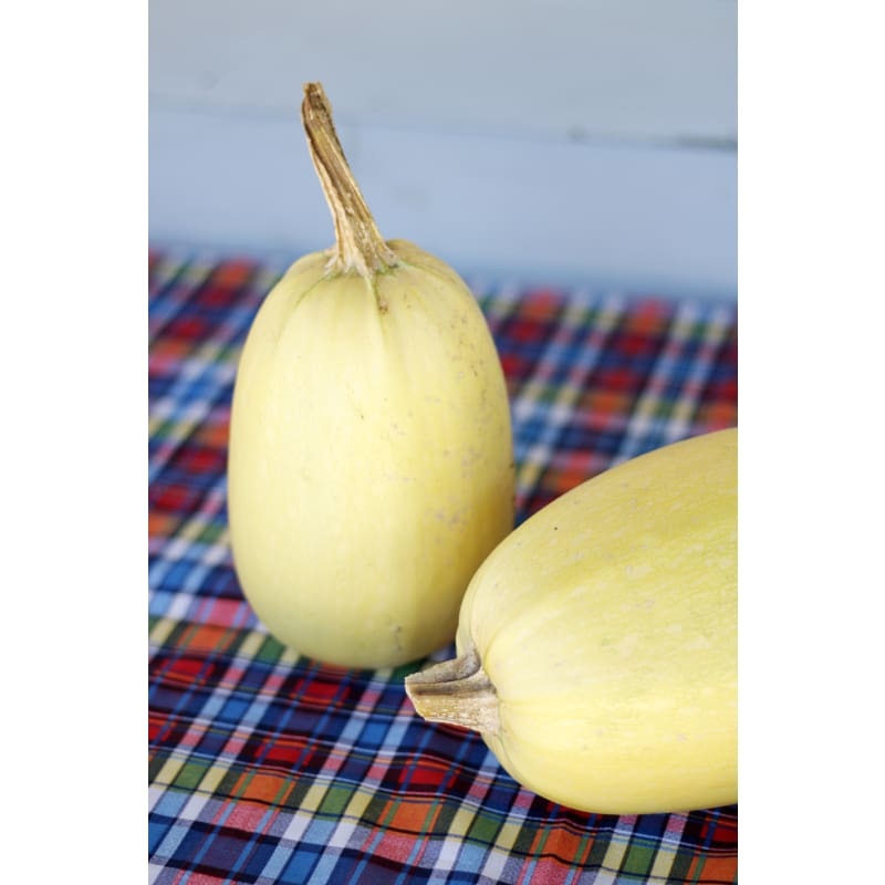 Vegetable Spaghetti Winter Squash (Heirloom, 100 Days)