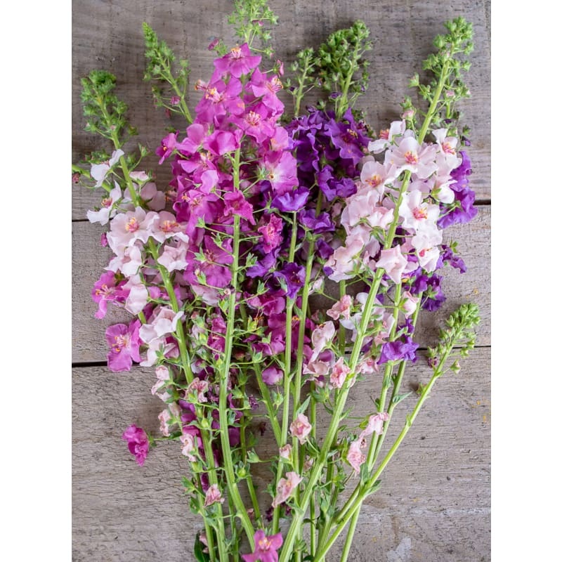 Verbascum Mix