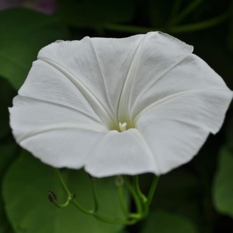 White Moonflower Morning Glory