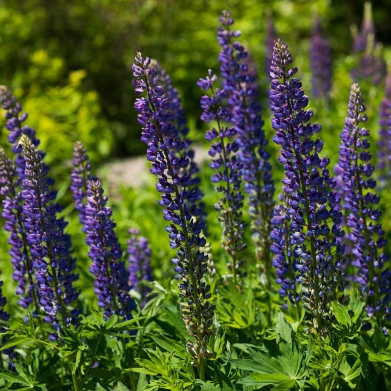 Wild Lupine Mix