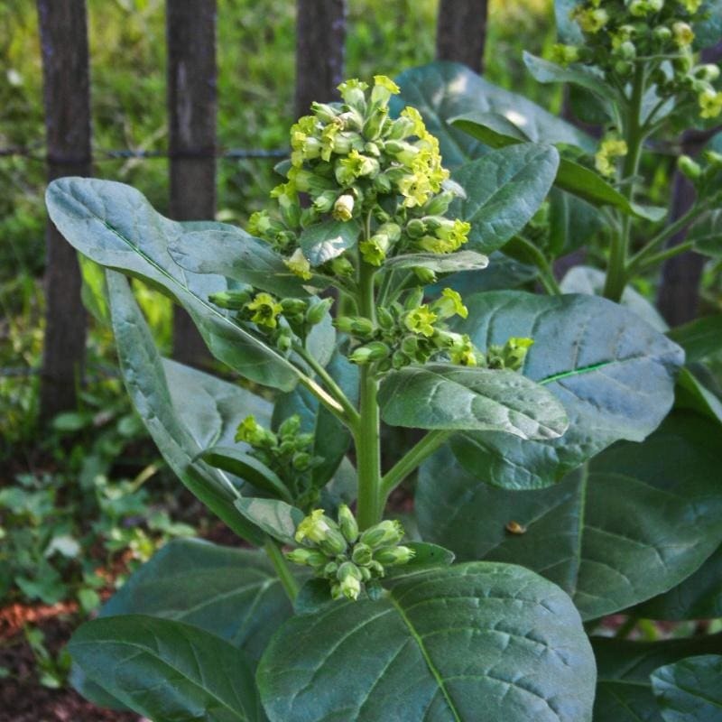 Wild Nicotiana