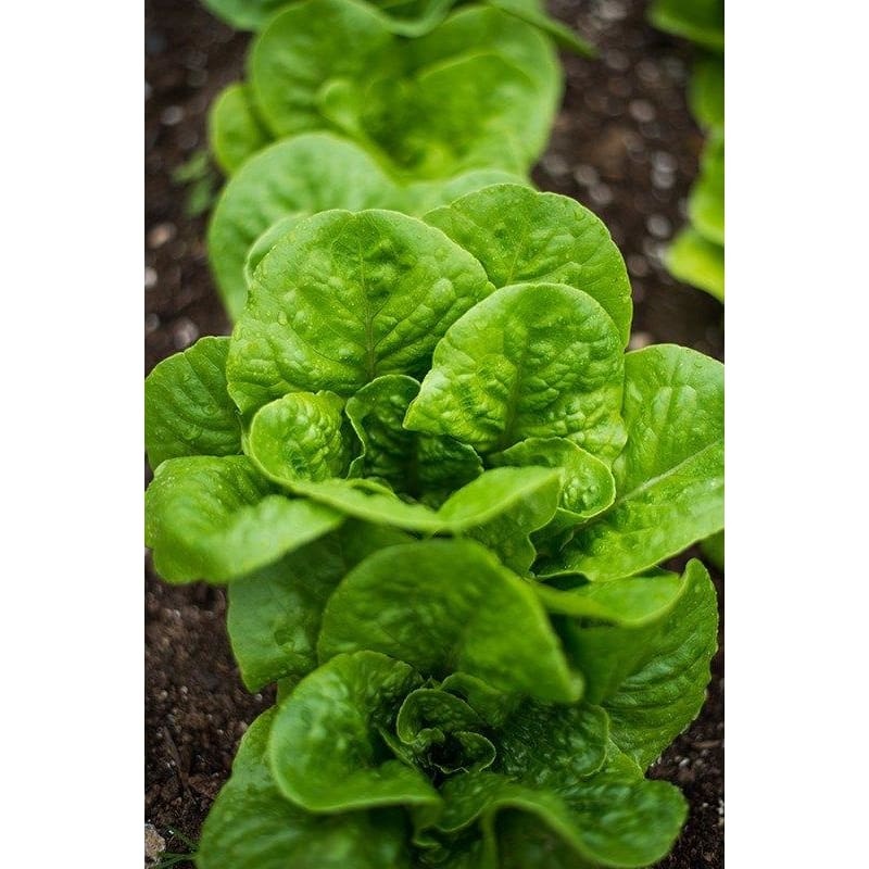 Winter Density Lettuce (28-54 Days)