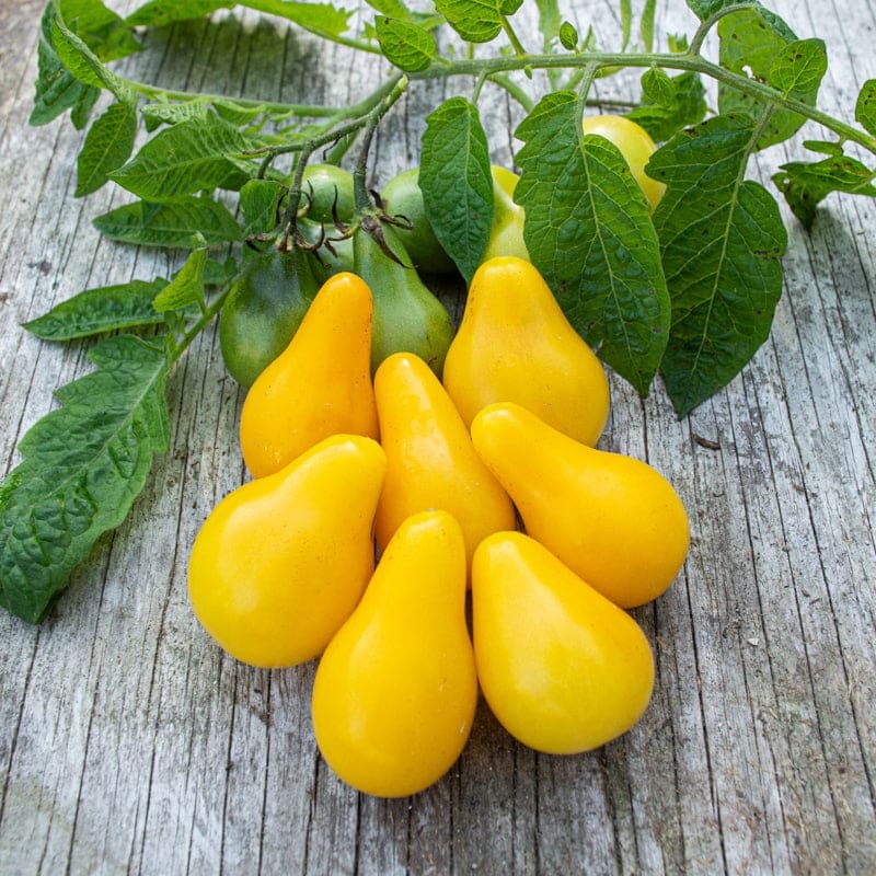Yellow Pear Tomato (Heirloom, 80 Days)