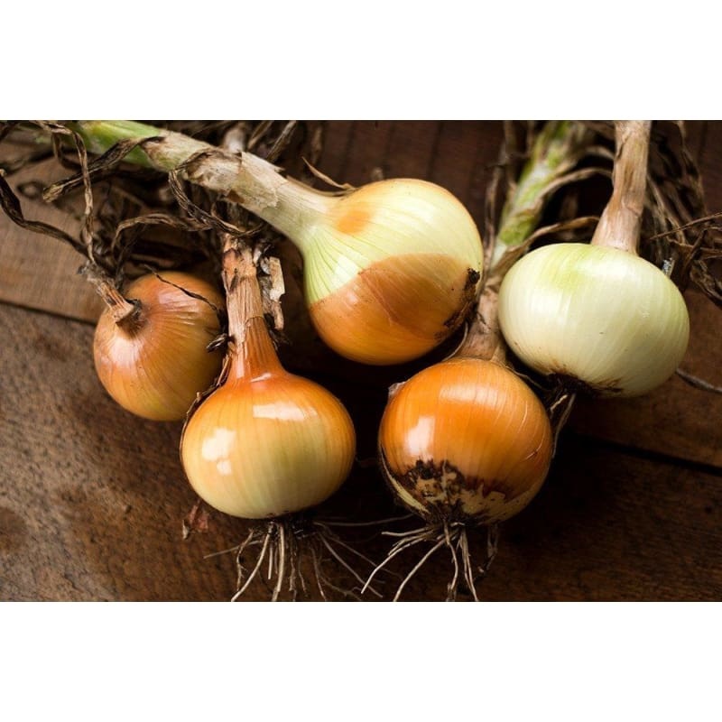 Yellow Sweet Spanish Onion (107 Days)